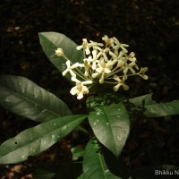 Ixora thwaitesii Hook.f.